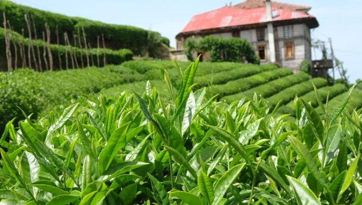 Rize’nin çay ihracatı 7,4 milyon dolar oldu
