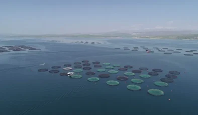 2024’ün ilk 8 ayında Karadeniz’in su ürünleri ihracat getirisi 227 milyon doları aştı