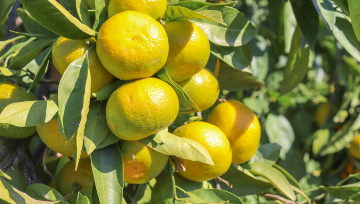 Satsuma mandalinanın ihracat yolculuğu 18 Ekim’de başlıyor