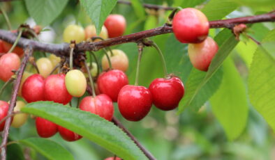 Kiraz hasreti bu sene bitiyor