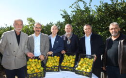 Satsuma mandalinada ihracat zamanı