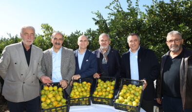 Satsuma mandalinada ihracat zamanı