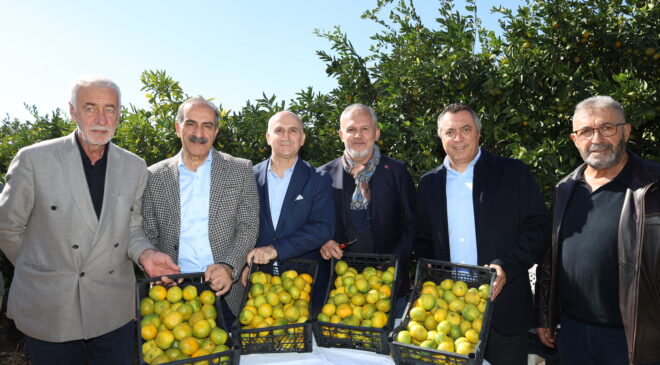 Satsuma mandalinada ihracat zamanı