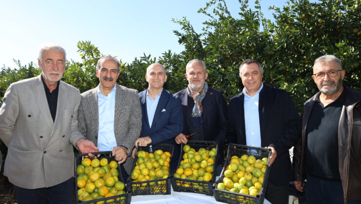 Satsuma mandalinada ihracat zamanı